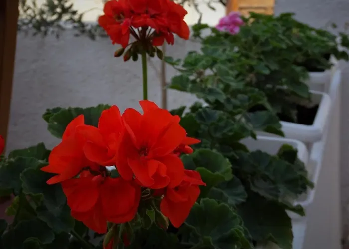 Apartmán By The Sea Pag - 16100
